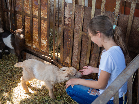 A small newborn baby goat sucks a girl's finger. Lifestyle. Rural scene. A rusty metal goat pen. A child plays with a farm animal on a sunny summer day. Teenage girl feeds baby goats.