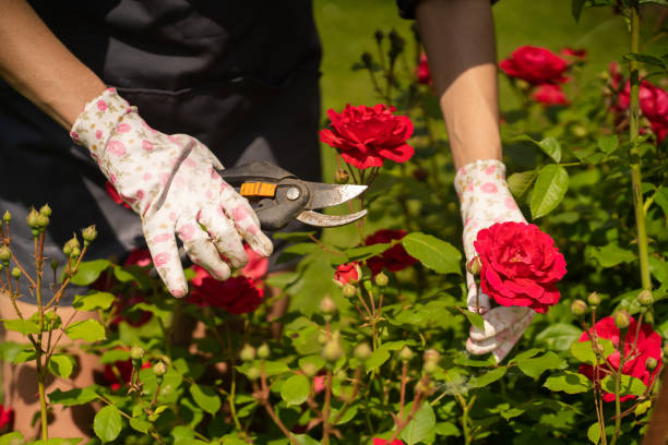 istock A man is involved in gardening and farming. 1349582380