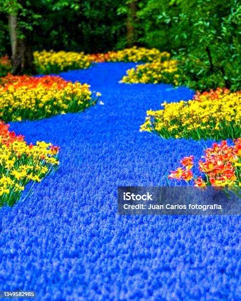Tulip Gardens Lisse Netherlands Stock Photo - Download Image Now - Keukenhof Gardens, National Landmark, Netherlands