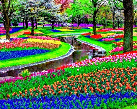 Jardines de tulipanes, Lisse, Países Bajos photo