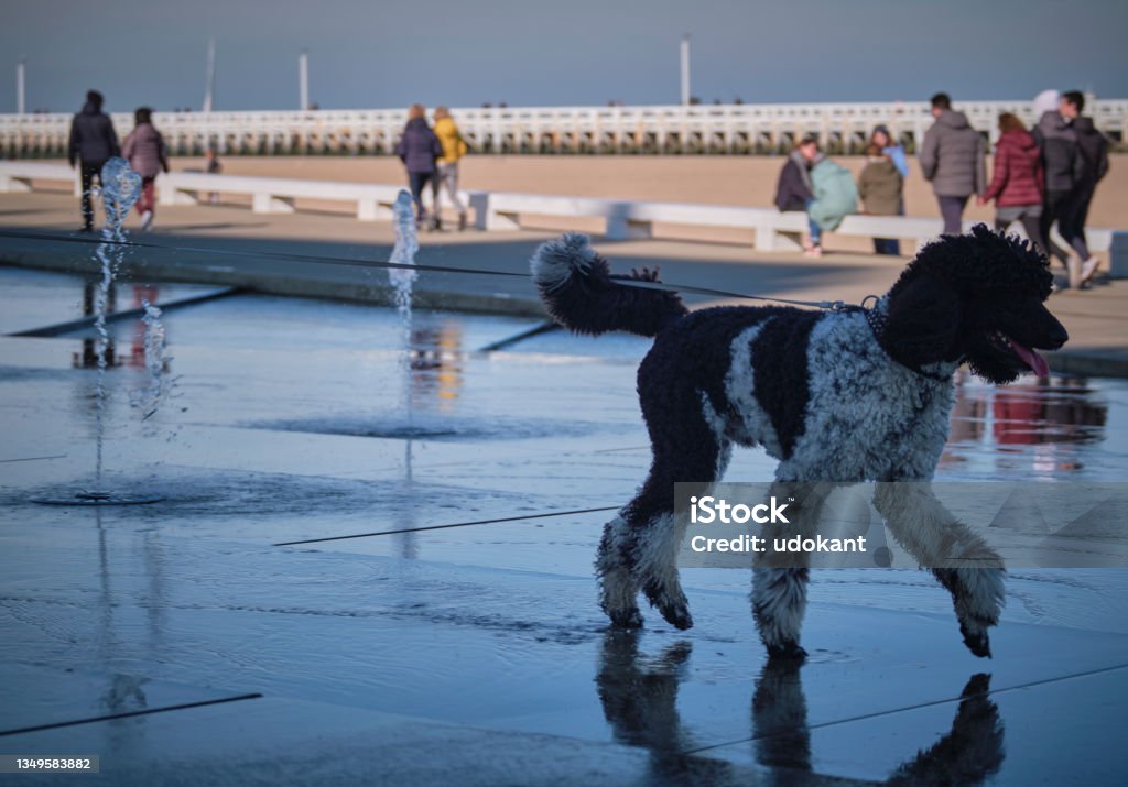 Poodle gets fresh in a fountain Big poodle dog runs happily in the middle of a public fountain in the shade. in the background people stroll in the sun. Animal Stock Photo