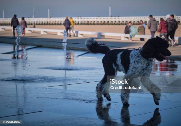 Poodle Gets Fresh In A Fountain Stock Photo - Download Image Now - Animal, Beach, Belgium