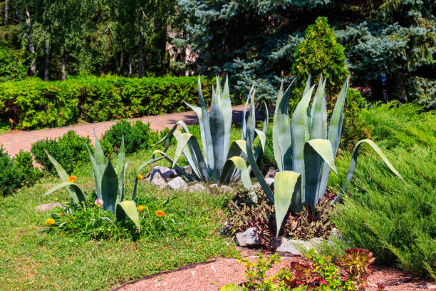 istock Agave tequilana, commonly called blue agave (agave azul) or tequila agave 1349584002