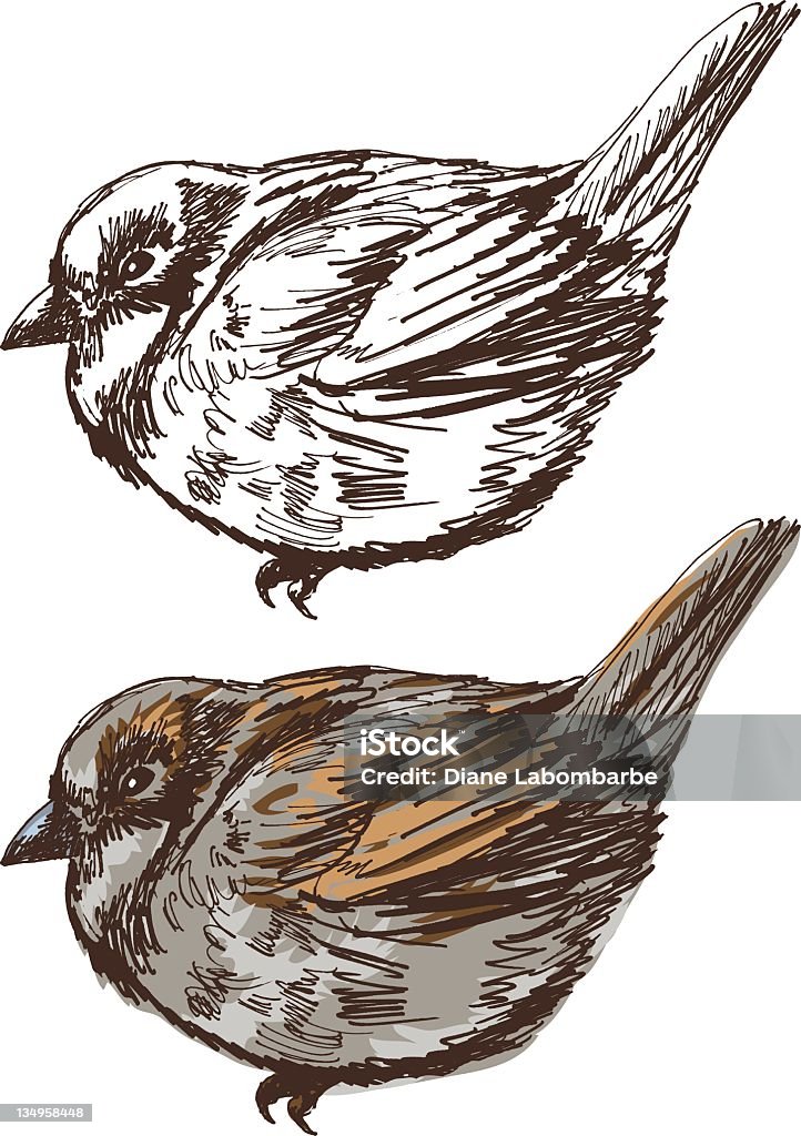 Projektów Sparrow - Grafika wektorowa royalty-free (Bez ludzi)