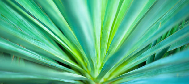 istock Natural green backgrounds and textures. Defocused striped abstract background. 1349590043