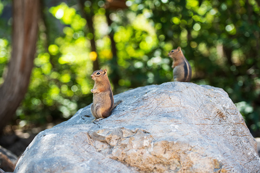 The chipmunks are sitting on the stone