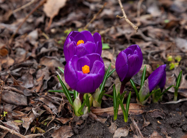 istock Violet crocus flower. Spring primrose in the garden - crocuses. Delicate bright bud 1349590800