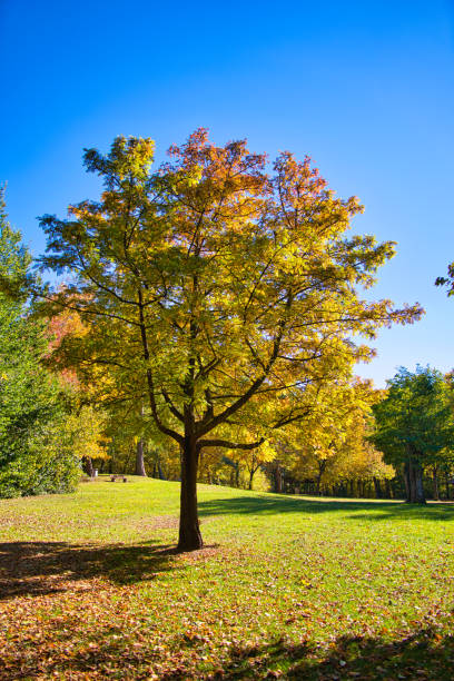 istock Colorful foliage in the autumn park 1349590887