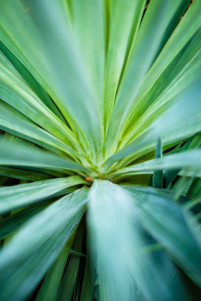 istock Natural green backgrounds and textures. Defocused center abstract background. 1349590953