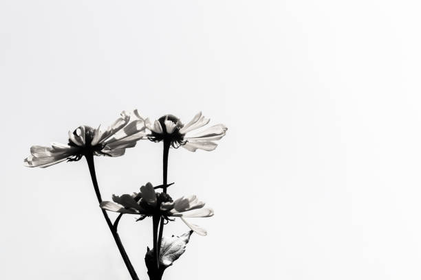 istock Helenium autumnale black and white on a clear sky 1349592008