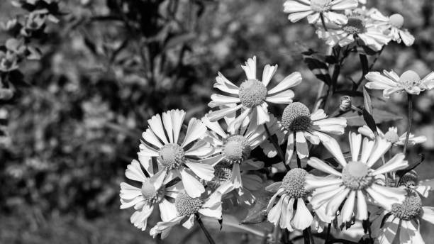 istock Helenium autumnale black and white, blossom autumn flower 1349592496