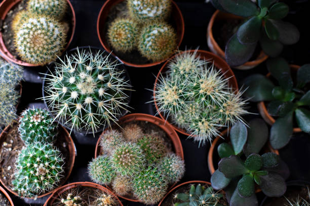 istock Mammillaria crassula echinocactus top view. Different types of cacti in pots 1349592526