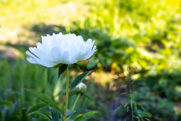White flower peony blossom close-up side view horizontal photography