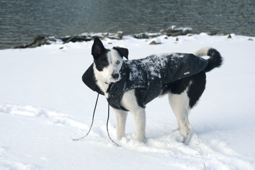 A short-haired border collie stands in the snow after playing