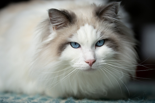 Cute Angry Cat Portrait - Himalayan white cute looking at camera.