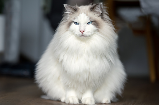 Relaxing ragdoll cat