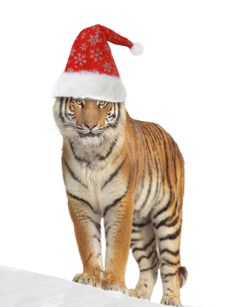 tiger in santa claus cap isolated on white background