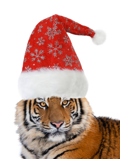 istock tiger in santa claus cap isolated on white background 1349597856