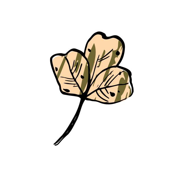 ilustrações, clipart, desenhos animados e ícones de esboço de outono folha de trevo verde. sinal do dia de são patrício - spring clover leaf shape clover sketch