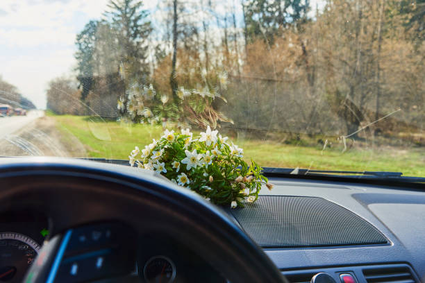 Spring flowers on the car's torpedo under the windshield.