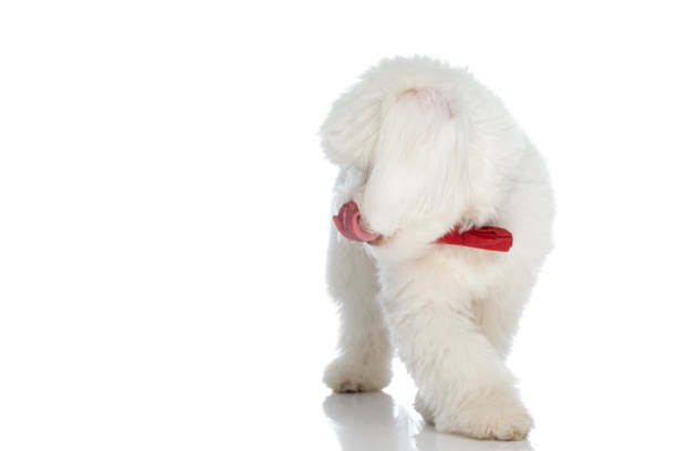 precious bichon puppy with bowtie looking to side and licking nose, walking isolated on white background in studio