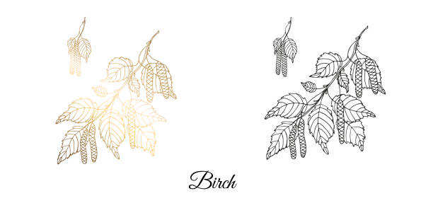 ilustrações de stock, clip art, desenhos animados e ícones de drawn birch branch. monochrome and gold. on an isolated white background. vector illustration. - gray silver environmental conservation backgrounds