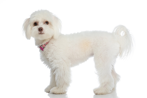 side view of sweet small bichon pup with pink collar standing isolated on white background in studio