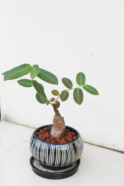 istock Phyllanthus mirabilis , Phyllanthaceae plant 1349599725