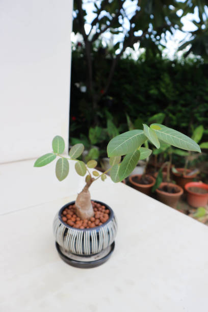 istock Phyllanthus mirabilis , Phyllanthaceae plant 1349599730
