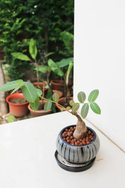 istock Phyllanthus mirabilis , Phyllanthaceae plant 1349599733