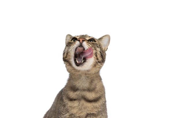 istock beautiful metis cat looking up, feeling shocked 1349601296