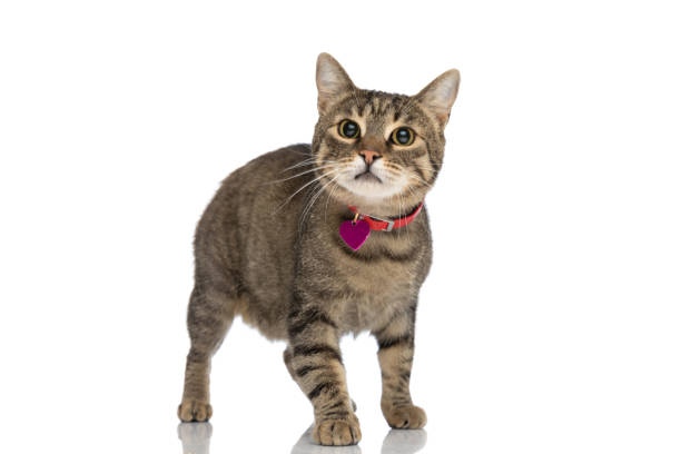 istock metis cat making big eyes, wearing a purple pendant 1349601305