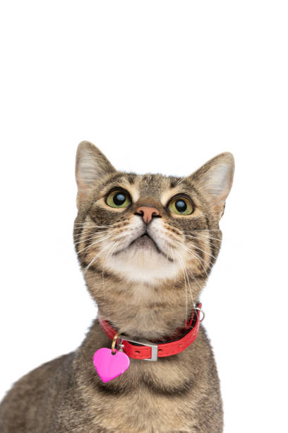 istock metis cat looking up, above her and wearing a leash 1349601327