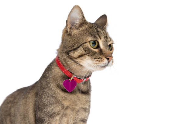 istock metis cat looking away and wearing a nice leash 1349601338