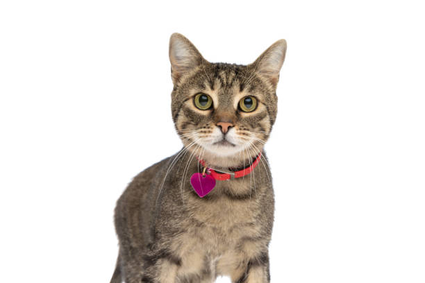 sweet little metis cat looking at the camera