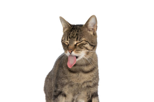 metis cat feeling disgusted and sticking her tongue out small metis cat feeling disgusted and sticking her tongue out badly on white background cat sticking out tongue stock pictures, royalty-free photos & images