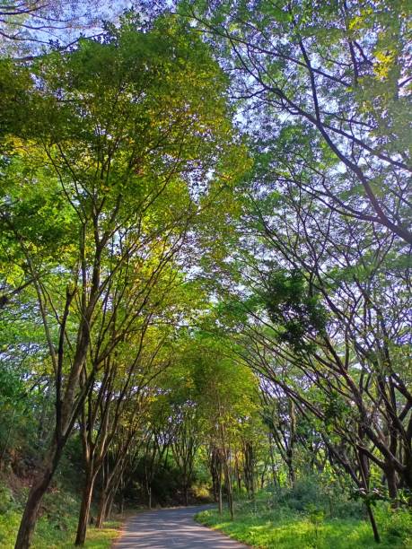 istock shady trees along the street 1349602254