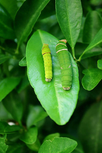 istock Pair of Citrus Tree Caterpillars in Different Instar Resting on the Lime Tree Leaf with Selective Focus 1349603063