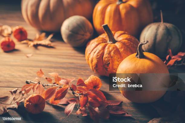 Pumpkins For Thanksgiving On Wooden Background 照片檔及更多 感恩節 照片 - 感恩節, 秋天, 南瓜