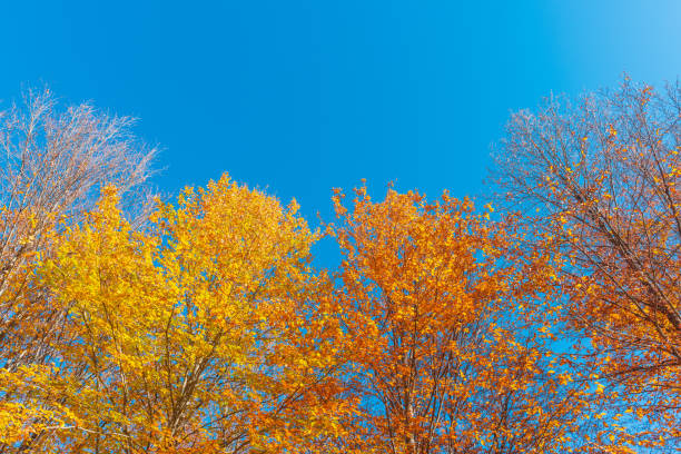 istock Yellow autumn trees against the blue sky 1349607383