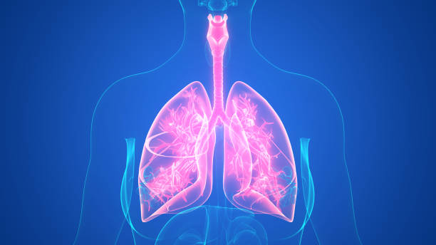 istock Human Respiratory System Lungs Anatomy 1349608138