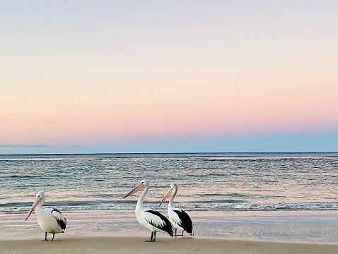 Horizontal seascape of flock of 3 pelicans standing seaside on sand at ocean water’s edge with a soft pastel colored sunset at Lennox Head Beach near Byron Bay NSW Australia