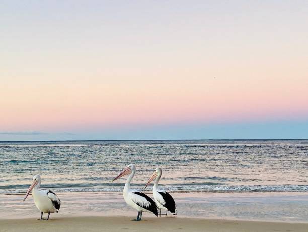 Pelicans at Ocean Edge at Sunset stock photo