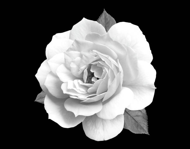 istock Black and white rose flower close-up 1349609025