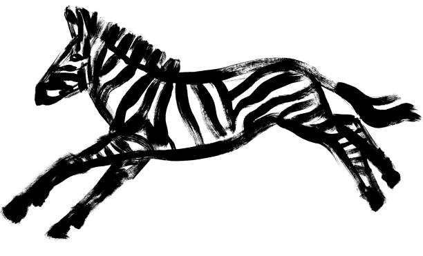 illustrazioni stock, clip art, cartoni animati e icone di tendenza di disegno di una zebra in esecuzione disegnata a guazzo nero isolata su sfondo bianco - zebra