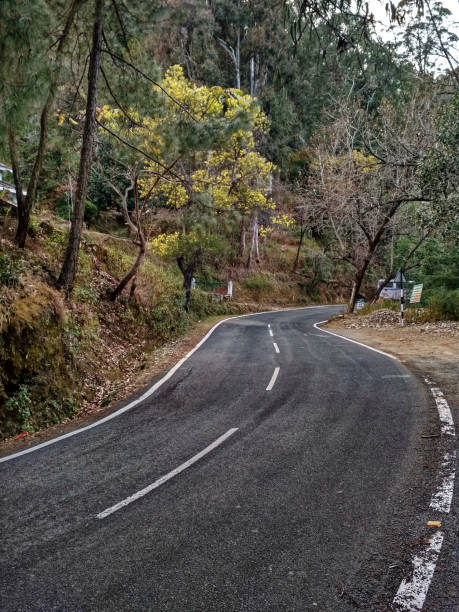 istock Road through evergreen Pine tree forest of Himalaya 1349613783