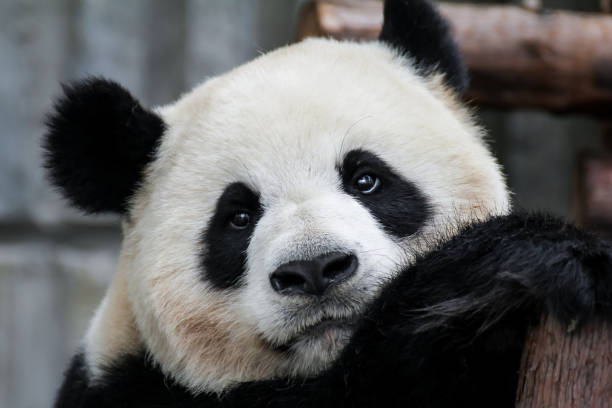 istock Baby Panda Looking Adorably in Front 1349614348