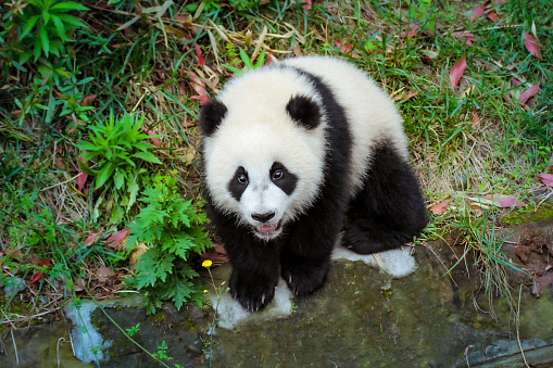 Baby Panda Bear Looking Up Cutely