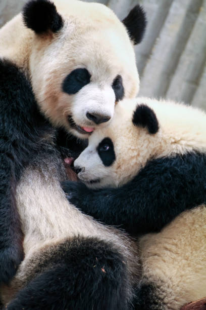 istock Mother Panda Who Loves Baby Panda 1349614871