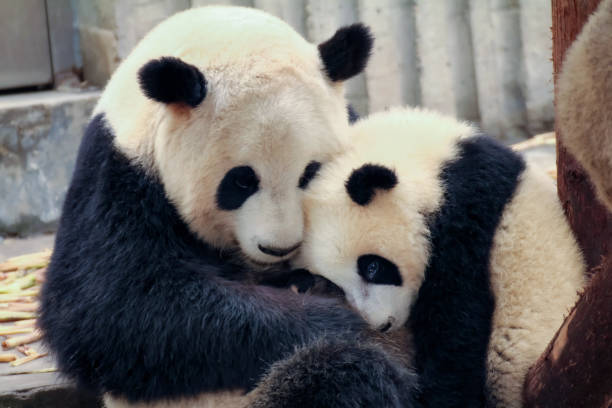 Giant Panda Cubs at Play, climbing a tree - Chengdu, China.